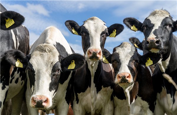 ANIMAL NUTRITION